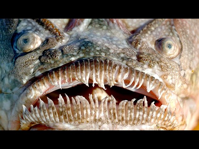 Top 10 Weirdest Creatures At The Bottom Of The Ocean