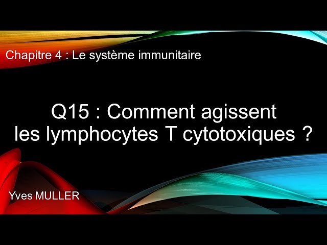 Chap 4 : Le système immunitaire - Q15 : Comment agissent les lymphocytes T cytotoxiques ?