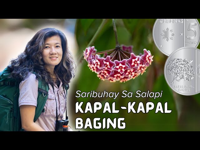 #SaribuhaySaSalapi: 5-sentimo at Kapal-kapal Baging