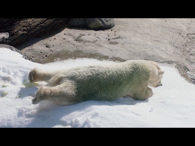 Polar Bears Frolic in Snow