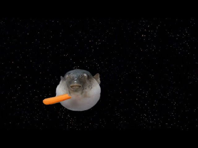 Pufferfish Eats Carrot (Death Star Explosion)