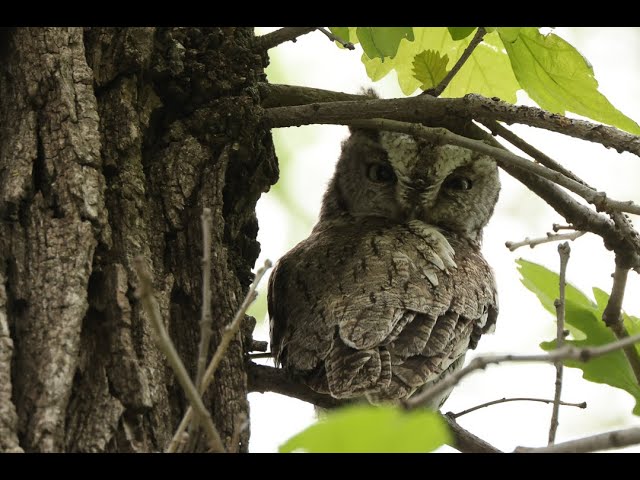 Funky Heron, Mini Owl, Loud Catbirds and a Pair of Orioles in the June MN Birding Video HD 1080p