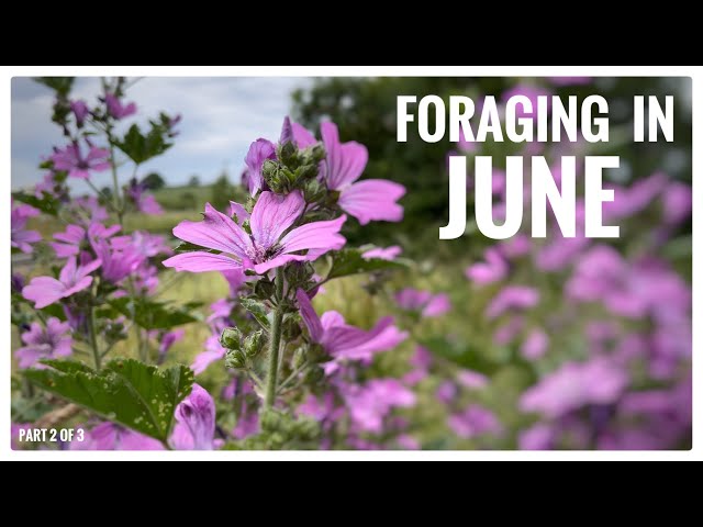 Foraging in June (Part 2 of 3) - UK Wildcrafts Foraging Calendar Series