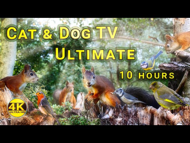 10 Hours of Fun with Red Squirrels and Little Birds - Ultimate Cat & Dog TV 4K - No mid-roll ads