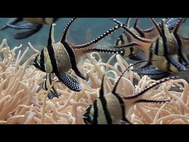 Mucky Secrets - Part 6 - Cardinalfishes & Trumpetfish - Lembeh Strait