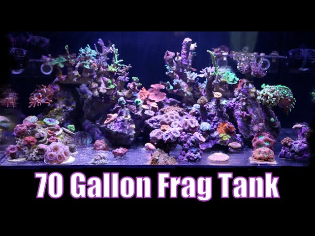 NICEST -70- Gallon CAD Light Reef Frag Tank