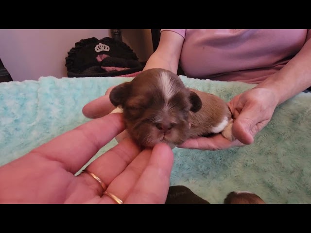 Clementine and Rocky Road's Puppies 12 days old ♥️  4/3/24