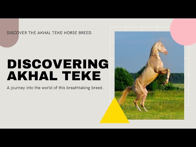 Discovering The Akhal Teke Horse Breed