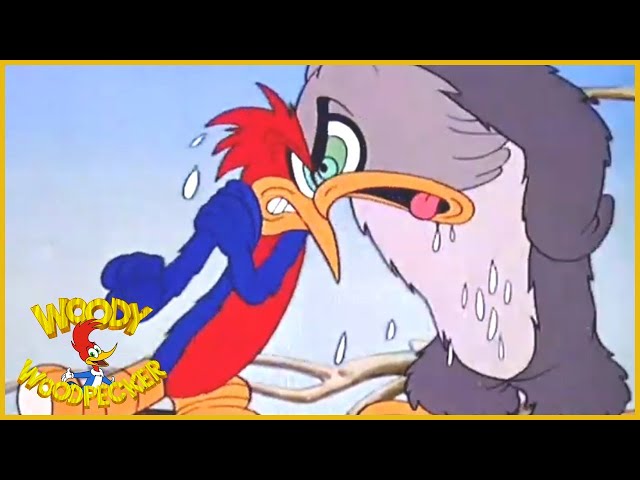 Woody Woodpecker | Woody Woodpecker's First Solo Cartoon (1941) | BFI Screening | Full Episodes