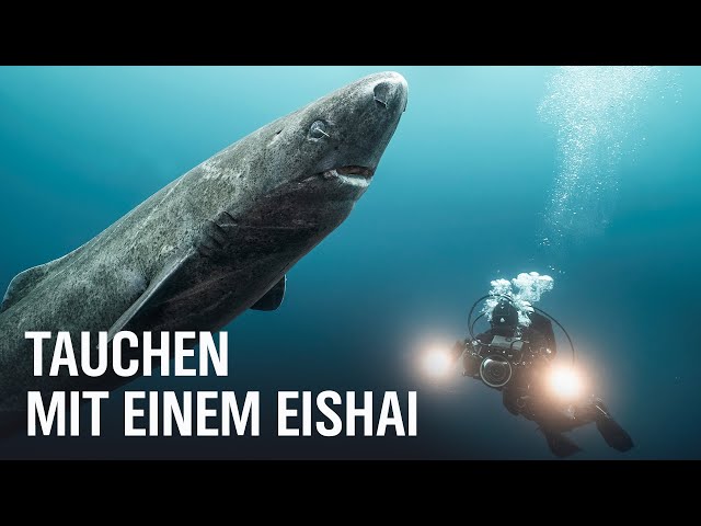 Trailer: Geister der Arktis – Das Geheimnis der Eishaie | NDR Doku