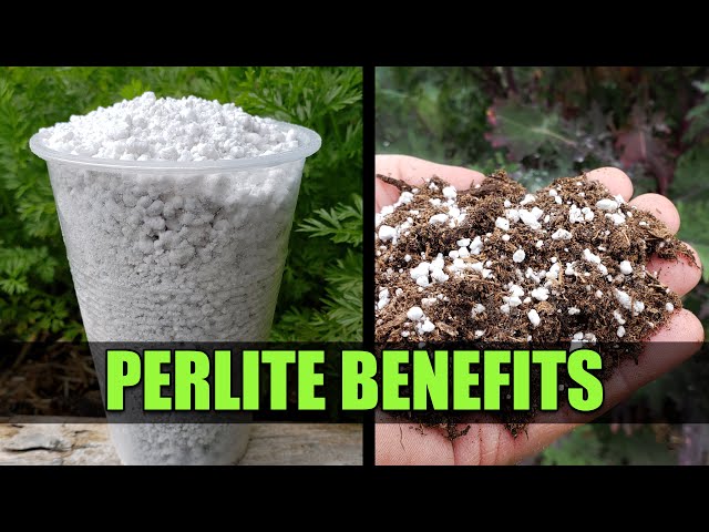 Perlite For Your Garden - Garden Quickie Episode 47