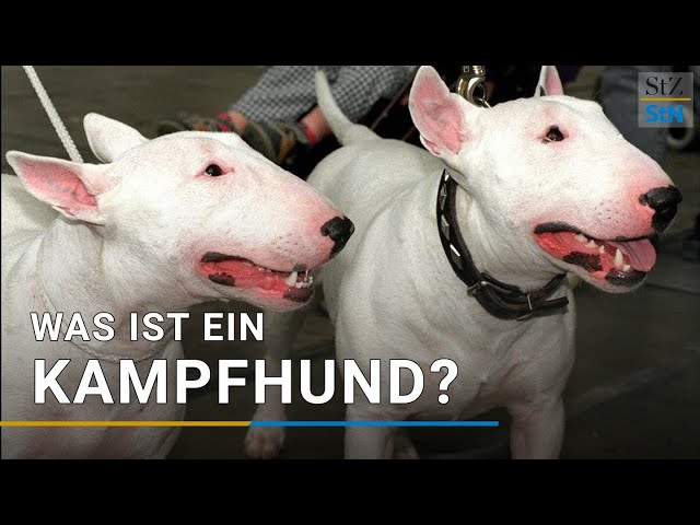 "Kampfhunde": Welcher Hund gilt als Kampfhund?