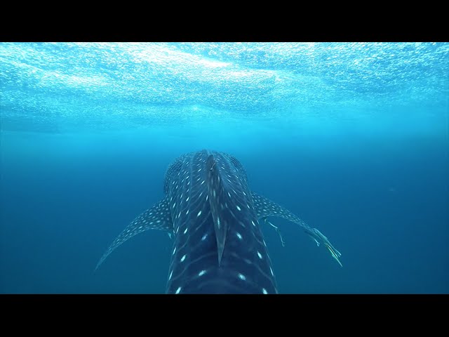 Whale shark inspired clothing that funds science!
