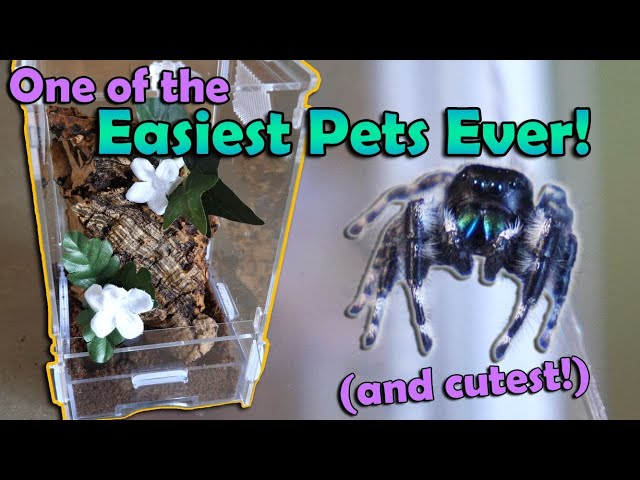 How to Care for Jumping Spiders!