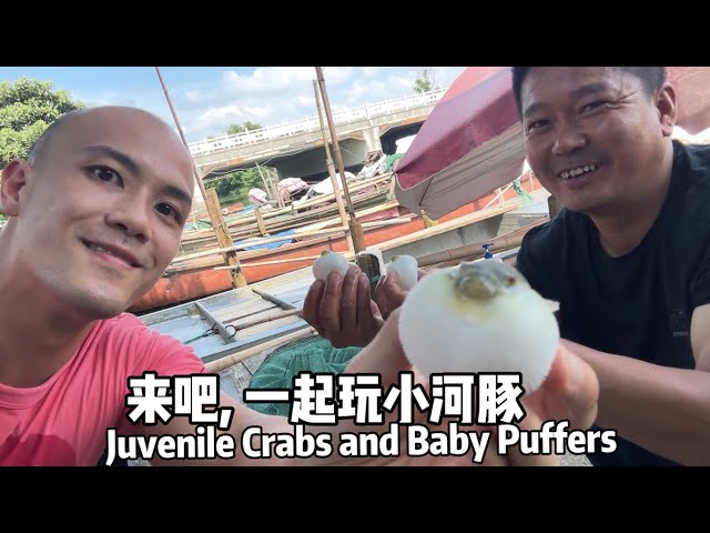 A Year in Life of Chinese Mitten Crab Farmers: Day 235, Juvenile Crabs and Baby Pufferfish