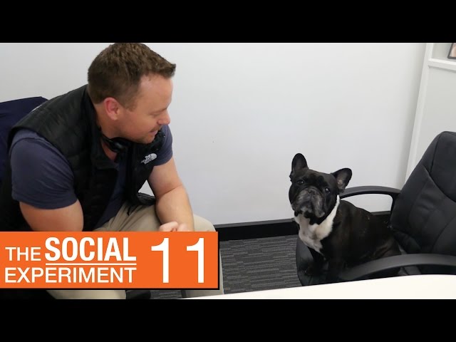 BAT DOG | The Social Experiment 11