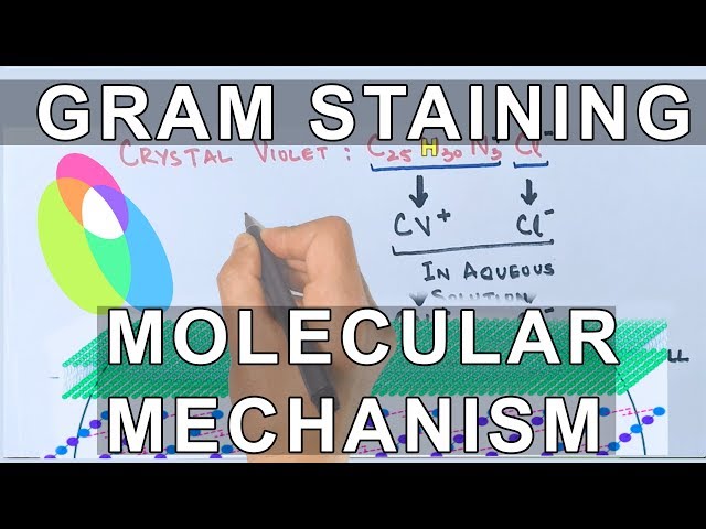 Molecular Mechanism of Gram Staining
