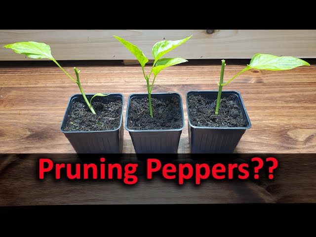 How To Prune Pepper Plants   Part 1