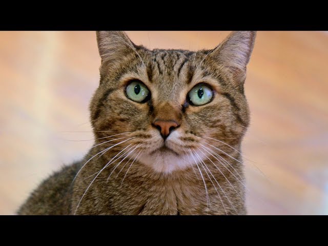 How I Trained My Pets To Do Tricks - Cats Are Hard To Teach
