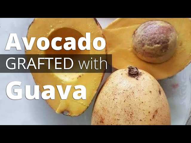 IS THIS REAL? Avocado grafted with guava   #shorts