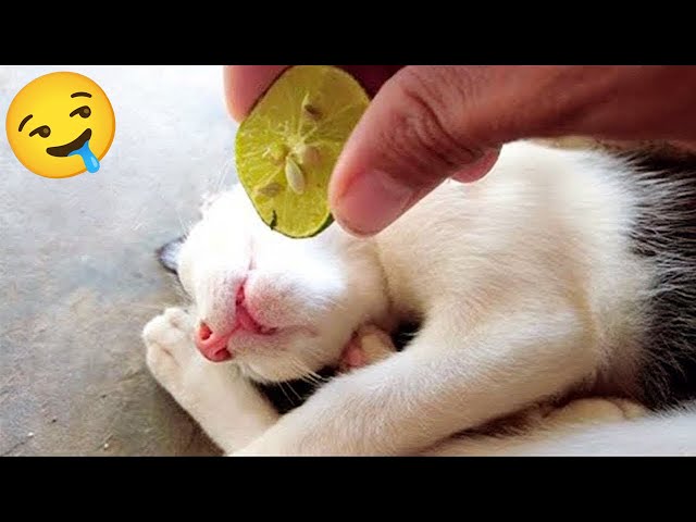 Troll Prank a Sleeping Cat With Lemon 🤣 Funniest Dogs and Cats 😹