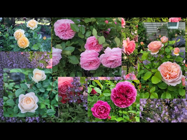 Top Roses Review In My Garden 2023 - David Austin and Kordes- Zone 6B