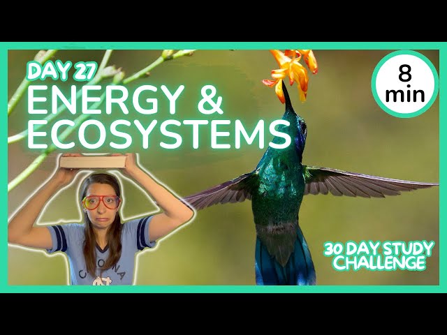 Day 27: Energy & Ecosystems - 30 Day Biology Study Challenge 2024