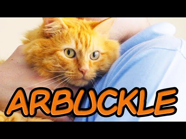 Arbuckle: A Garfield Fan Film