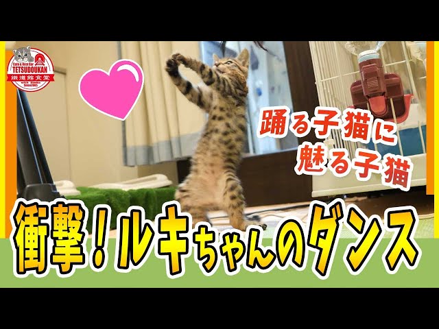Little dancing kitten Japanese Awa dance💖 / Protected cat family