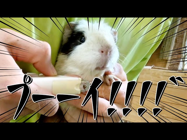 Clipping Guinea pig claw