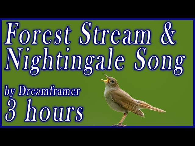 Forest Stream and Nightingale Song - Relaxing Nature Sounds