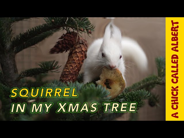 Helping a blind white squirrel find it’s way home for Christmas
