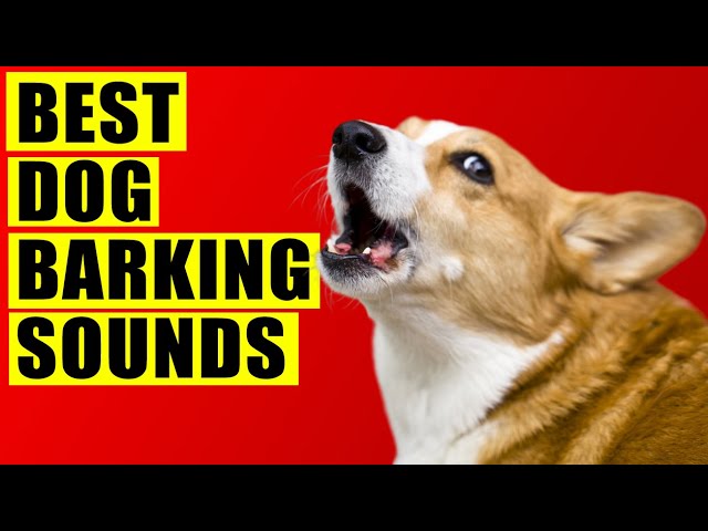 Dogs Barking Sounds Compilation (See How Your Dog REACTS)