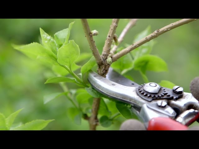 How to prune spring flowering shrubs | Grow at Home | Royal Horticultural Society