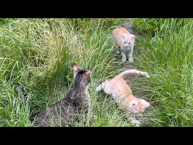 My silly kittens playing in the garden#cat fighting funny videos#
