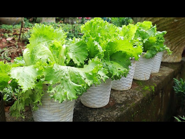 Beautiful - Delicious | Growing vegetables from seeds is easy