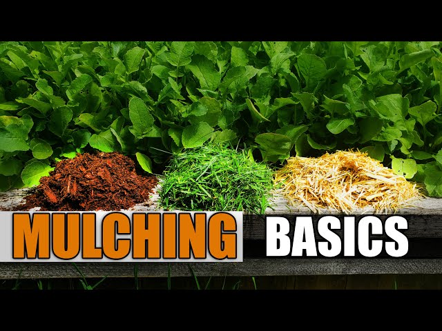 Mulching Your Vegetable Garden - The Definitive Guide