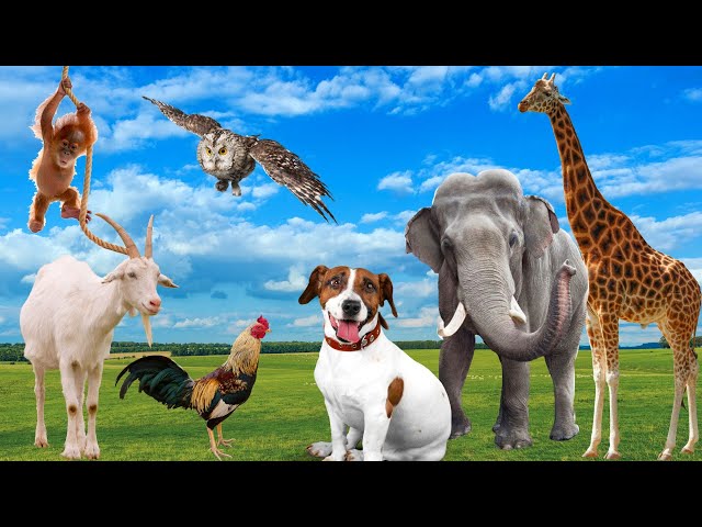 CUTE LITTLE ANIMALS - DOG, MONKEY, ELEPHANT, GOAT, CHICKEN, GIRAFFE - ANIMAL SOUNDS