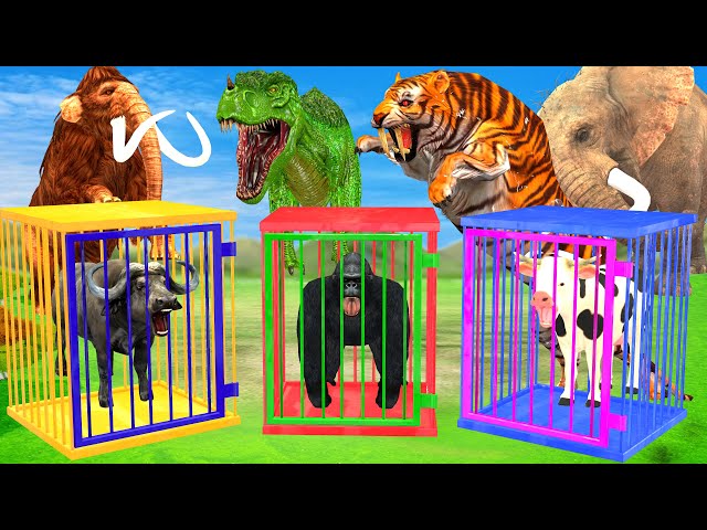 Giant Tiger Attacks Cow Bull Saved By Woolly Mammoth Elephant Guess the Right Door Escape Cage Game