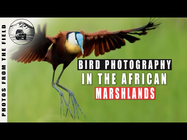 BIRD PHOTOGRAPHY IN AFRICA - FIELD CRAFT AND CAMERA SETTINGS