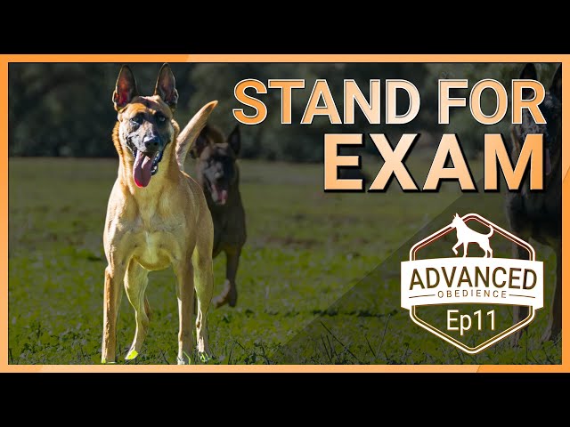 How To Teach Your Dog The Stand For Exam. Including Bonus Material!