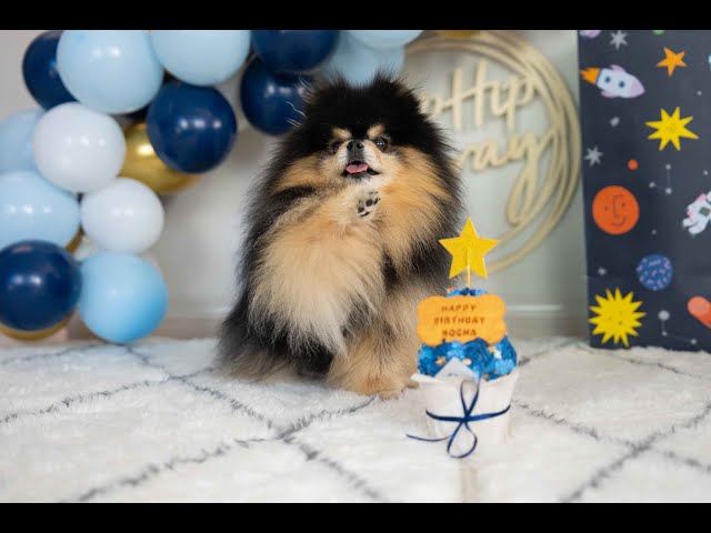 Cute Pomeranian Dog Celebrates Birthday | Cake & Presents