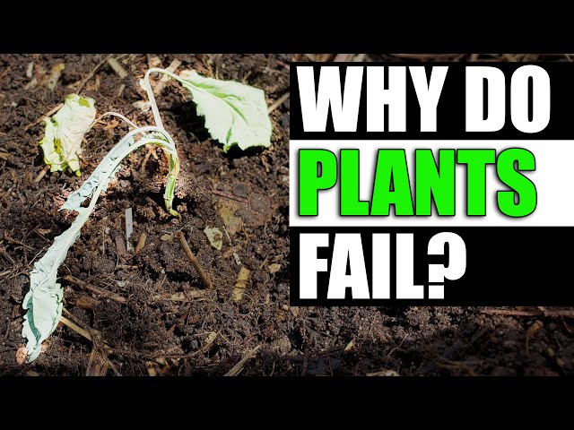 Why Indoor Transplants Fail Outside - Garden Quickie Episode 62