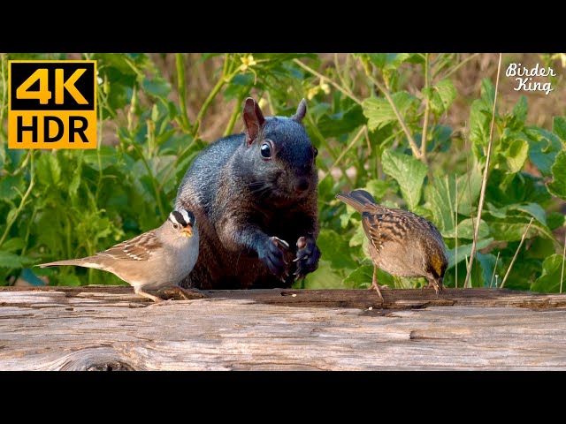 Cat TV for Cats to Watch 😺 Playful Birds Chipmunks Squirrels 🐿 8 Hours 4K HDR