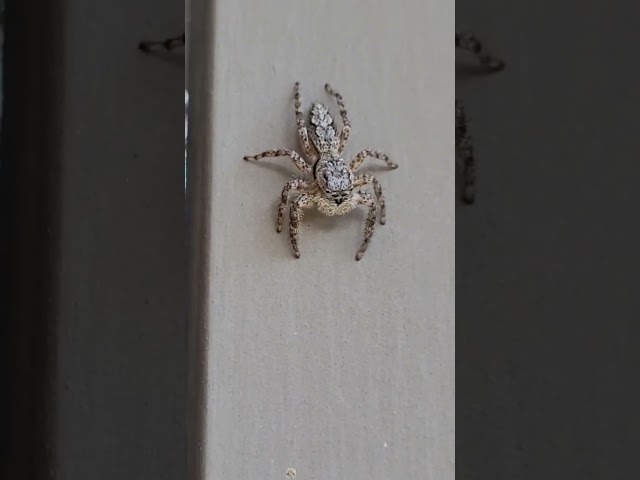 Hello Spider You Are Stunner