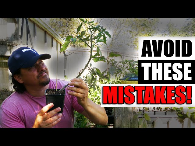 6 Tomato Mistakes To Avoid - Garden Quickie Episode 144