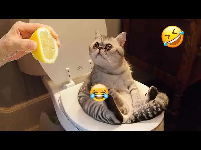 🐕😘 Funniest Cats and Dogs Videos 🤣😹 Best Funniest Animals Video 2024 #16