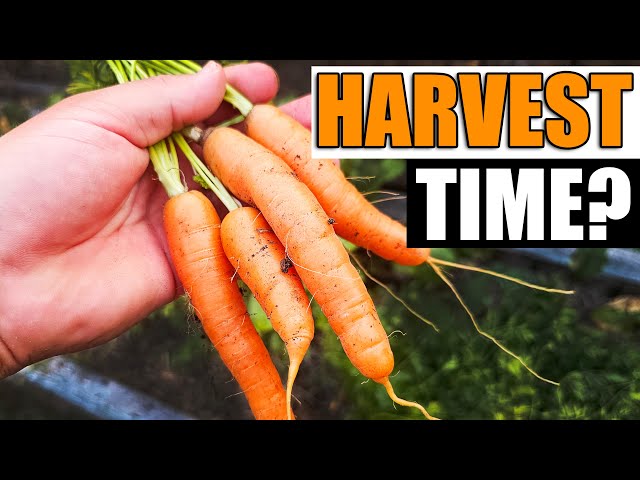 3 Signs Your Carrots Are Ready - Garden Quickie Episode 167
