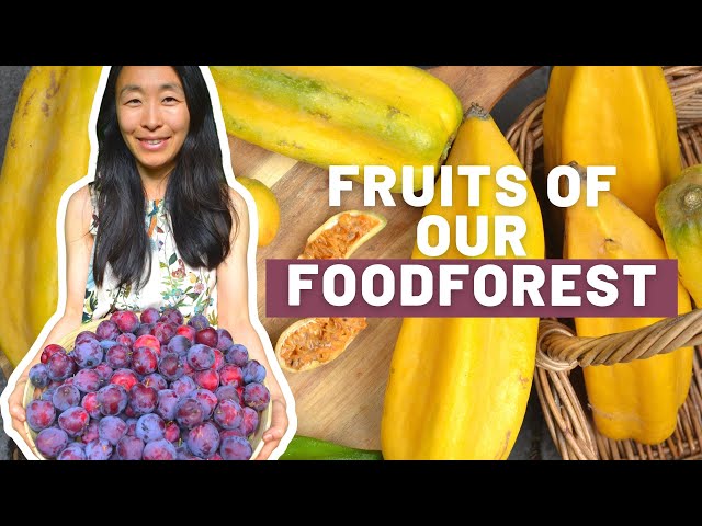 Abundant fruits of our Food forest | Garden Tour | Backyard foodforest |Tropical Subtropical Fruits