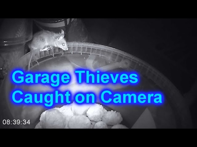 Motion-Detecting Camera Captures Tiny Thieves in my Garage - Banggood PRC 600C Trail Cam